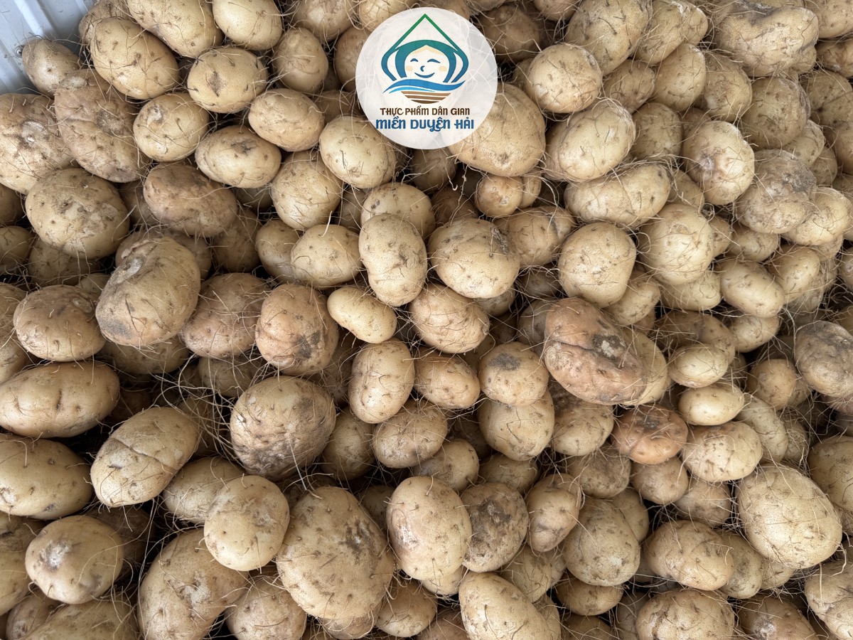 Cây Nưa, Cây Khoai Nưa, Củ Nưa, Tác dụng của Cây Nưa, Cây Nưa Tacca, konjac glucomannan