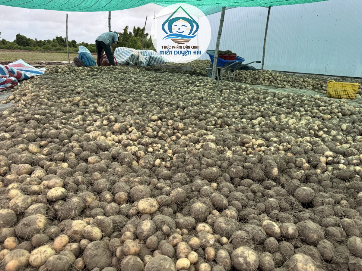 Cây Nưa, Cây Khoai Nưa, Củ Nưa, Tác dụng của Cây Nưa, Cây Nưa Tacca, konjac glucomannan