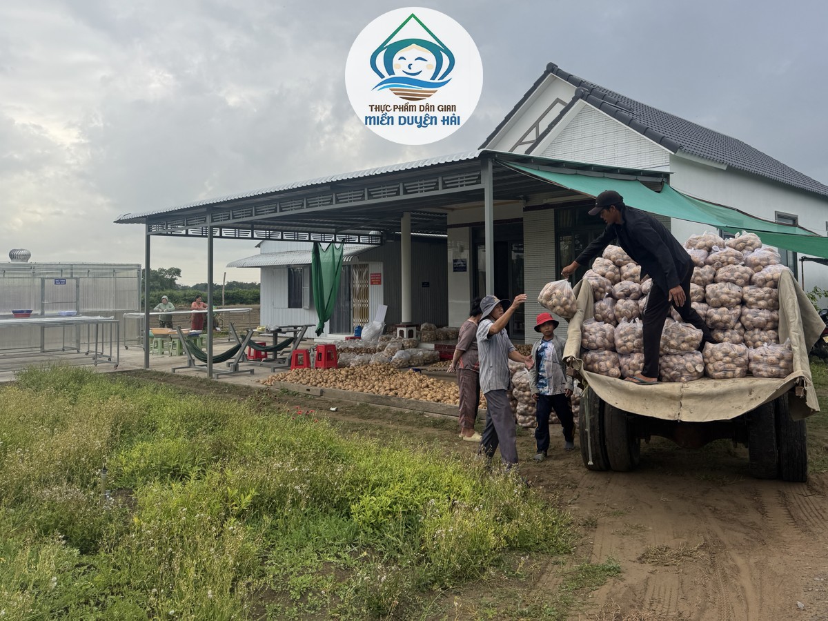 Trồng Cây Bột Nưa làm giàu, Cây Nưa Trà Vinh, mô hình trồng Cây Nưa, lợi ích trồng Cây Nưa, giá Cây Nưa, Cây Nưa mang lại hiệu quả kinh tế cao