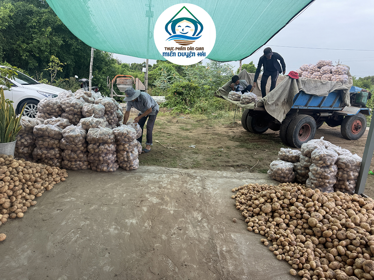 Bột Nưa tinh chất, cách làm Bột Nưa tinh chất, quy trình sản xuất Bột Nưa, Bột Nưa Trà Vinh, tiêu chuẩn Bột Nưa xuất khẩu, Tinh Bột Nưa Miền Duyên Hải