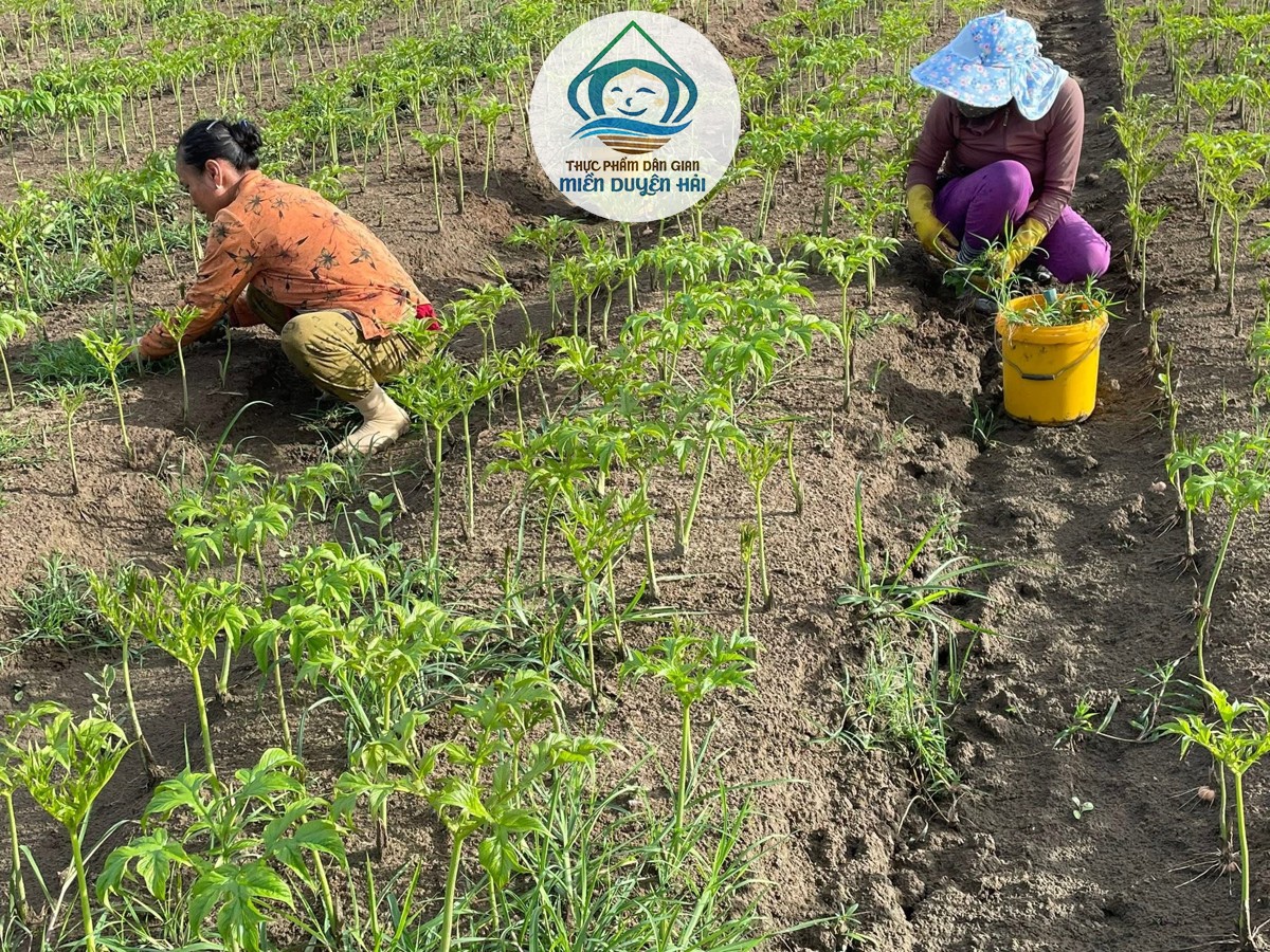 Trồng Cây Bột Nưa làm giàu, Cây Nưa Trà Vinh, mô hình trồng Cây Nưa, lợi ích trồng Cây Nưa, giá Cây Nưa, Cây Nưa mang lại hiệu quả kinh tế cao
