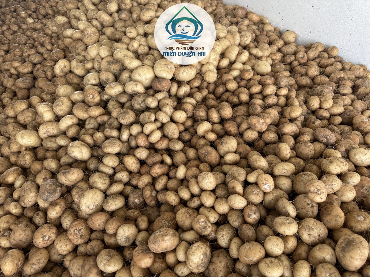 Cây Khoai Nưa, thông tin Cây Nưa, đặc điểm Cây Nưa, Cây Nưa trồng ở đâu, giá trị Cây Khoai Nưa, Củ Nưa là gì, Bột Nưa Nguyên Chất, Bột Nưa Trà Vinh