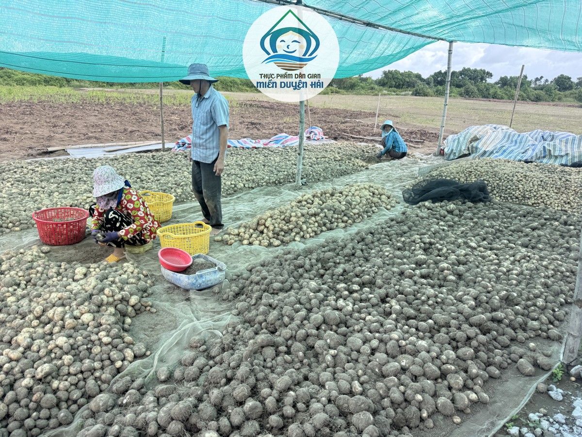 Trồng Cây Bột Nưa làm giàu, Cây Nưa Trà Vinh, mô hình trồng Cây Nưa, lợi ích trồng Cây Nưa, giá Cây Nưa, Cây Nưa mang lại hiệu quả kinh tế cao