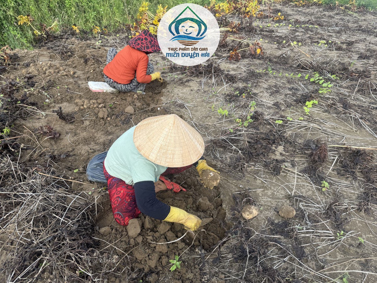 Trồng Cây Bột Nưa làm giàu, Cây Nưa Trà Vinh, mô hình trồng Cây Nưa, lợi ích trồng Cây Nưa, giá Cây Nưa, Cây Nưa mang lại hiệu quả kinh tế cao