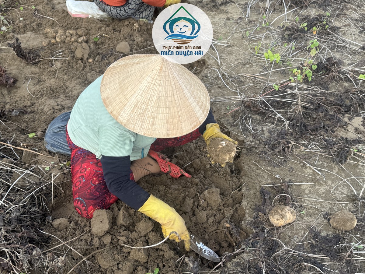Bột Nưa Trà Vinh, Bột Nưa Trà Vinh nguyên chất, vì sao Bột Nưa Trà Vinh được ưa chuộng, Tinh Bột Nưa Trà Vinh, Bột Nưa Miền Duyên Hải