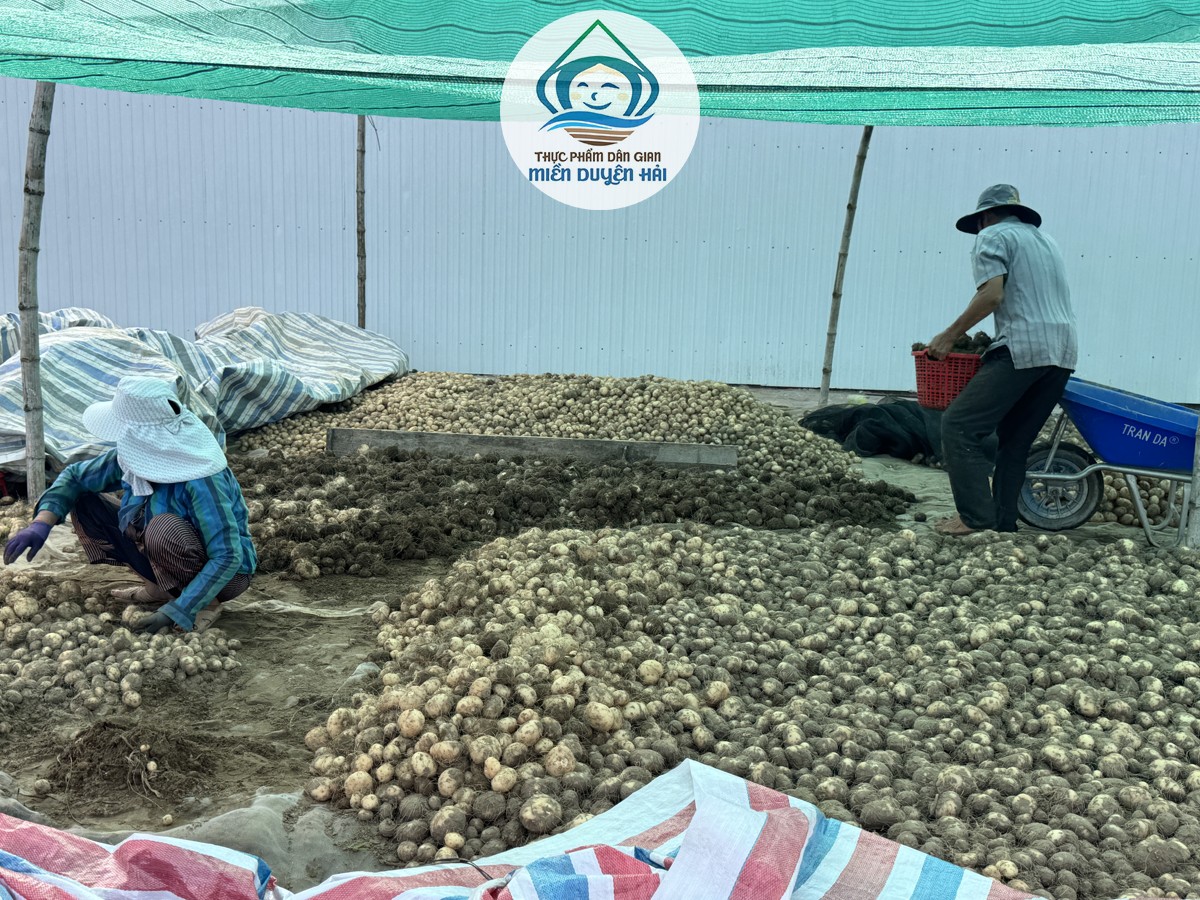 Cây Nưa, Trồng Cây Nưa, Tinh Bột Nưa, Bột Nưa, Bột Nưa Nguyên Chất