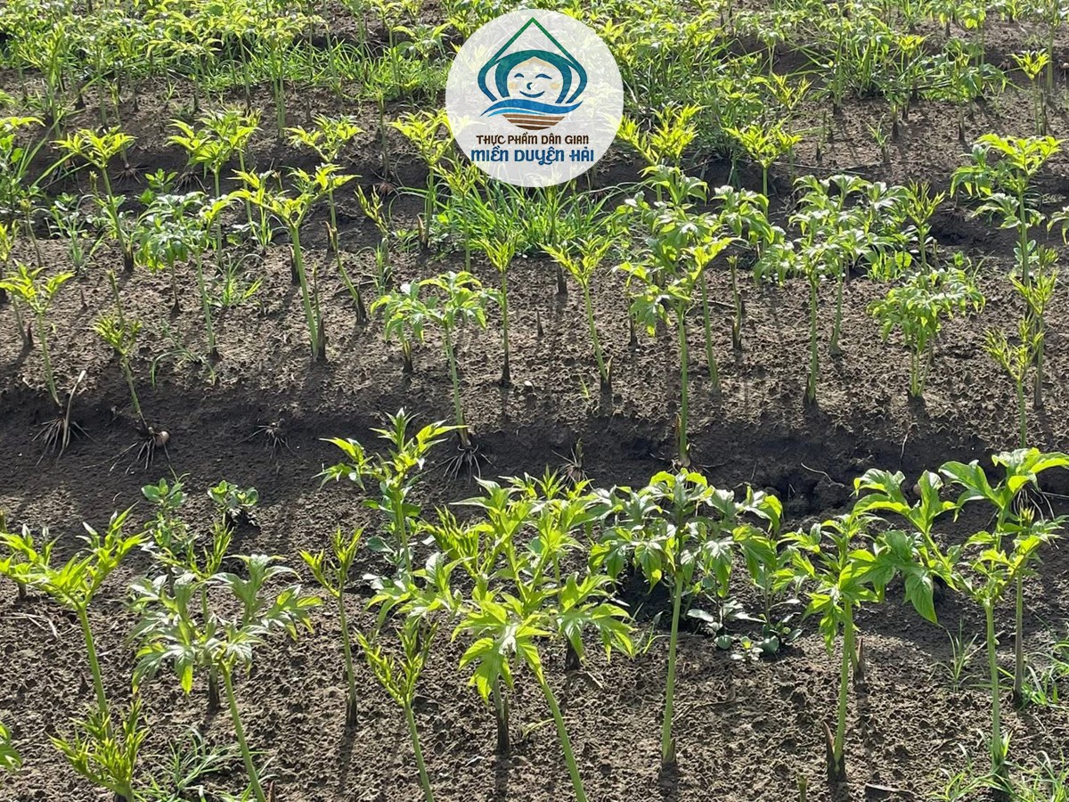 Cây Khoai Nưa, thông tin Cây Nưa, đặc điểm Cây Nưa, Cây Nưa trồng ở đâu, giá trị Cây Khoai Nưa, Củ Nưa là gì, Bột Nưa Nguyên Chất, Bột Nưa Trà Vinh