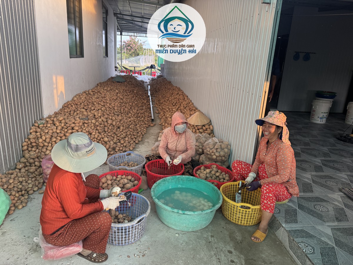 Bột Nưa tinh chất, cách làm Bột Nưa tinh chất, quy trình sản xuất Bột Nưa, Bột Nưa Trà Vinh, tiêu chuẩn Bột Nưa xuất khẩu, Tinh Bột Nưa Miền Duyên Hải